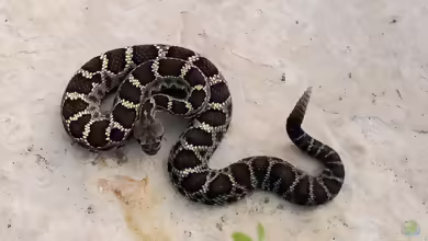 Schwarze Arizona-Klapperschlange: Crotalus cerberus im Terrarium halten