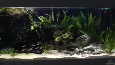 Schwarze Rückwand im Aquarium - Alles, was du wissen musst