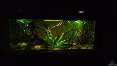 Schwarzes Skalarweibchen zu verschenken von Skalarjoe