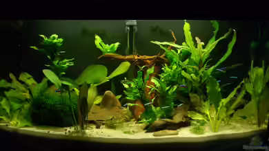 Schwarzwasser (wegen Planarien aufgegeben) von Alexander Eckel