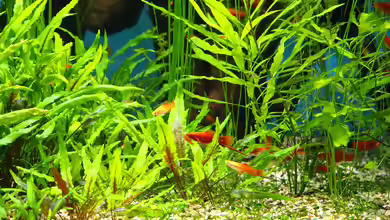 Schwertträger im Aquarium: Welchen Zweck hat die verlängerte Schwanzflosse wirklich?