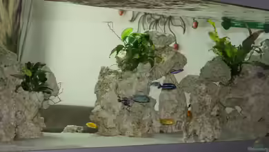 Schwichtis Mbuna Tank von schwichti