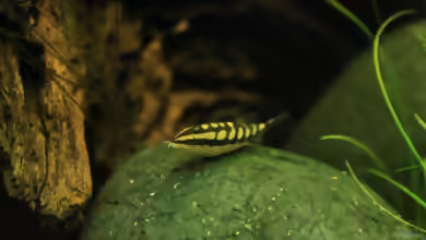 Schwimmendes Schachbrett im Aqua, die Yasuhikotakia sidthimunki/Schachbrettschmerle !