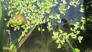 Schwimmpflanzen im Aquarium: Natürliche Wasseroberfläche, Schutzraum und biologisches Gleichgewicht