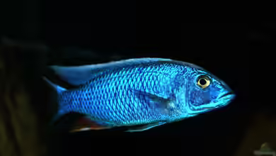 Sciaenochromis fryeri im Aquarium halten