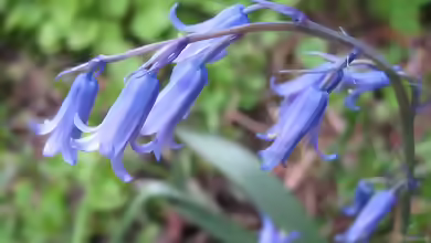 Scilla non-scripta im Garten pflanzen