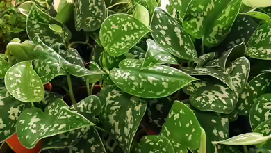 Scindapsus pictus im Terrarium pflanzen