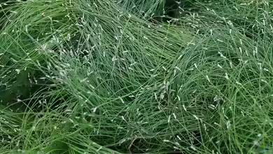 Scirpus cernuus am Gartenteich