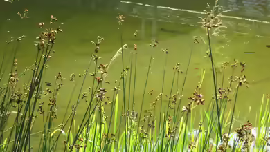 Scirpus lacustris am Gartenteich