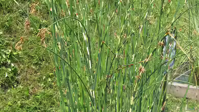 Scirpus tabernaemontani Zebrinus im Garten pflanzen