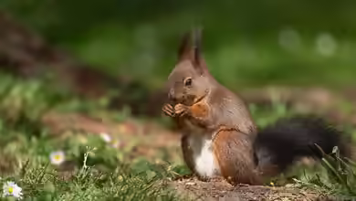 Sciurus vulgaris im Garten