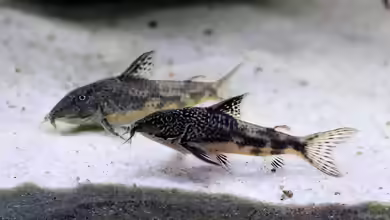 Scleromystax barbatus im Aquarium halten