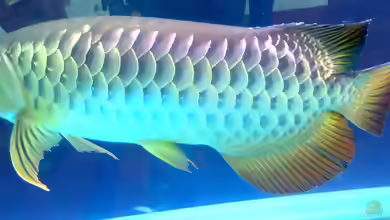 Scleropages aureus im Aquarium halten