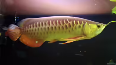 Scleropages formosus im Aquarium halten