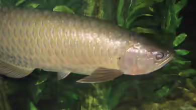 Scleropages jardinii im Aquarium halten