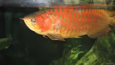 Scleropages legendrei im Aquarium halten