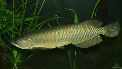 Scleropages leichardti im Aquarium halten