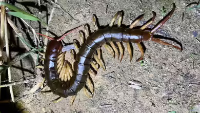 Scolopendra dehaani im Terrarium halten