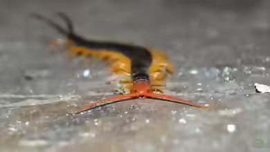 Scolopendra heros im Terrarium halten
