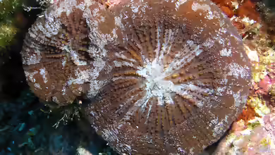 Scolymia cubensis im Aquarium halten