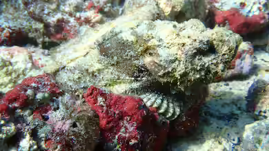 Scorpaenopsis Diabolus im Aquarium halten
