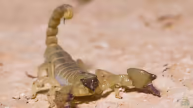 Scorpio maurus im Terrarium halten