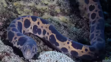 Scuticaria tigrina im Aquarium halten