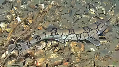 Scyliorhinus retifer im Aquarium halten