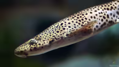 Scyliorhinus stellaris im Aquarium halten