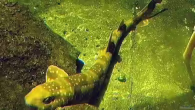 Scyliorhinus torazame im Aquarium halten