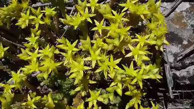 Sedum acre im Garten pflanzen