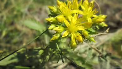Sedum kamtschaticum im Garten pflanzen