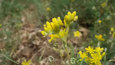 Sedum rupestre am Gartenteich
