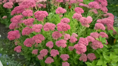 Sedum spectabile im Garten pflanzen