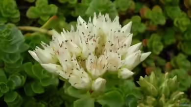 Sedum spurium im Garten pflanzen