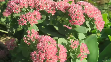 Sedum telephium im Garten pflanzen