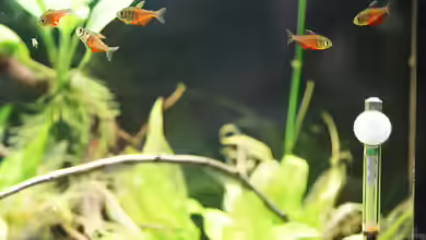 Seeks Attention von .