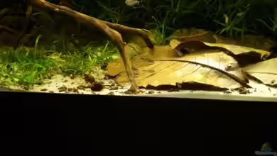 Seemandelbaumblätter im Aquarium