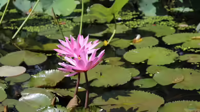 Seerose oder Teichrose? Das ist der feine Unterschied