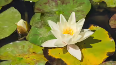 Seerosen im Gartenteich: Herkunft, Arten, Pflege und Vermehrung