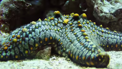 Seesterne im Aquarium - Faszinierende Stachelhäuter für Meerwasseraquarien