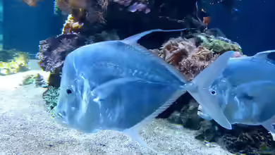 Selene vomer im Aquarium halten