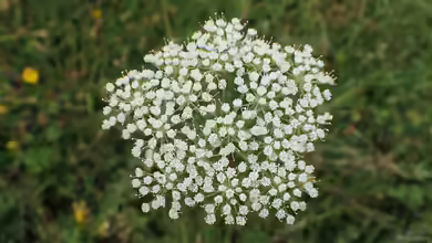 Selinum carvifolia im Garten pflanzen