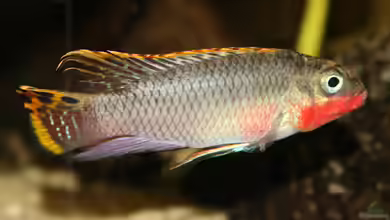 Seltene Buntbarsche aus Zentralafrika - Geheimnisse, Pflege und Artenvielfalt dieser faszinierenden Fischgruppe