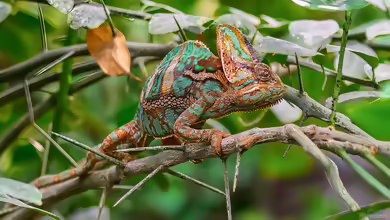 Seltene Reptilien in der Terraristik: außergewöhnliche Arten verantwortungsvoll halten