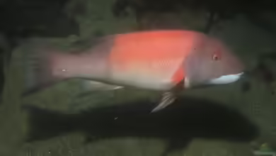 Semicossyphus pulcher im Aquarium halten