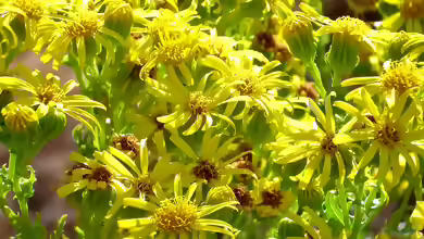 Senecio jacobaea im Garten pflanzen