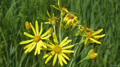 Senecio paludosus im Garten pflanzen