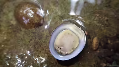 Septaria porcellana im Aquarium halten