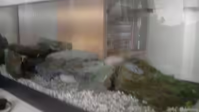 Sera Anfängerset von Xiahtic